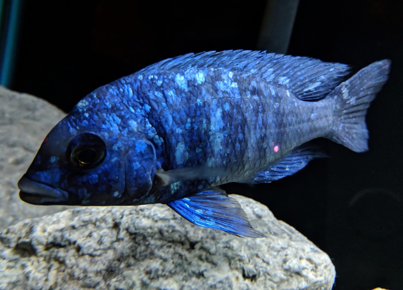 Placidochromis sp. 'phenochilus tanzania'